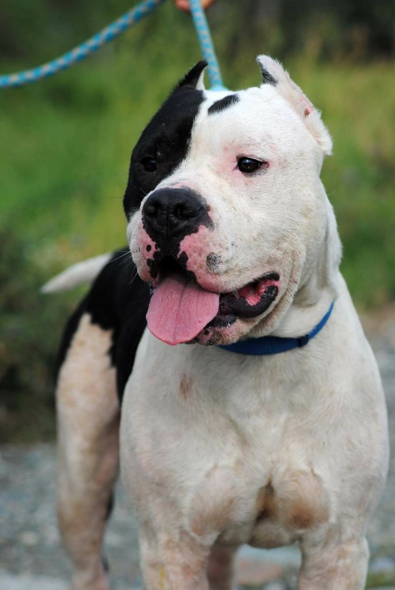 Totò splendido Amstaff  cerca casa