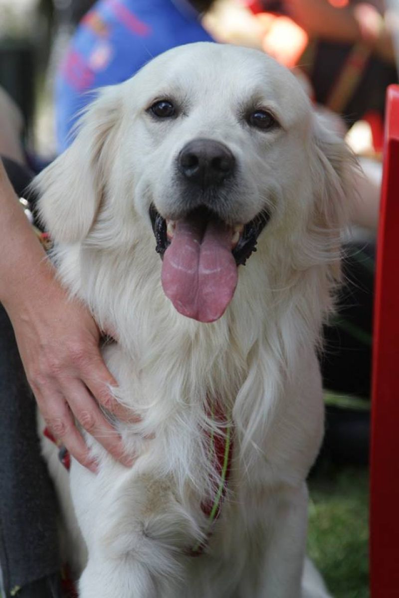 Accoppiamento Golden Retriever maschio