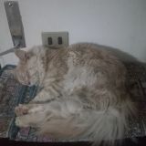 Asterix con il figlio cicciobello e la mamma