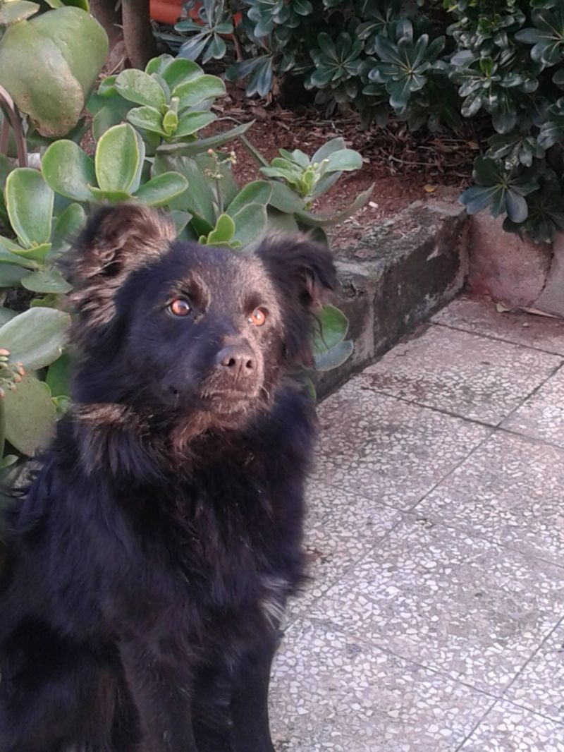 Kevin, dolce cucciolo taglia piccola dalla storia triste. In adozione!