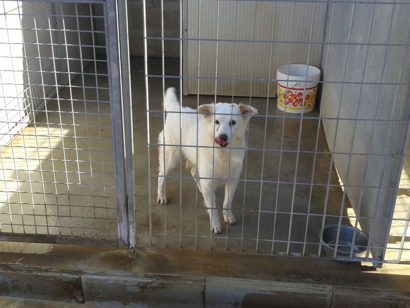 Casper, cane fantasma in canile. Adottatelo!