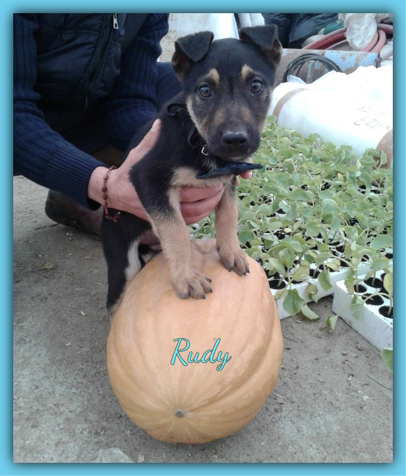 Rudy, cucciolo taglia media in attesa di adozione!
