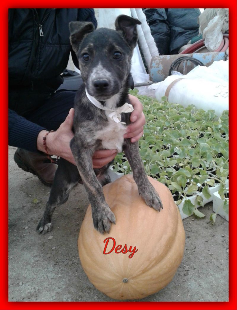 Desy, cucciola taglia media in attesa di adozione!