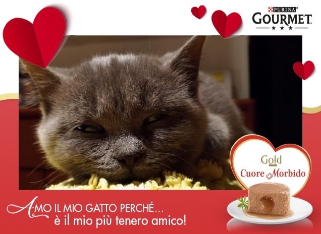 Lena...3 mesi di indiscutibile charme felino