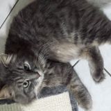 Ester