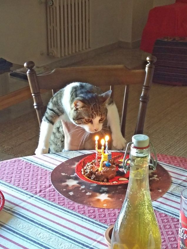 Compleanno Gatto 