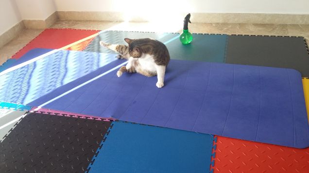 YoGatto 