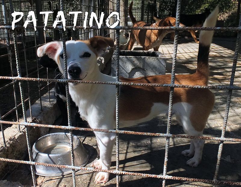 Patatino taglia piccola carinissimo