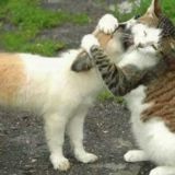 felins