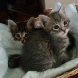 miao