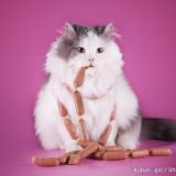 miau