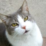 mau