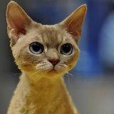 meow
