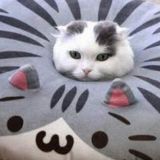 bu