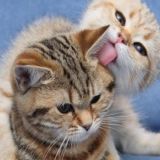 miao