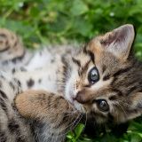miao