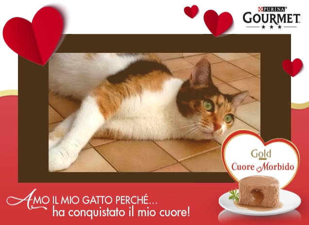 Gatta Sterilizzata Fa Pipi Sul Letto