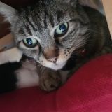 Nicoletta