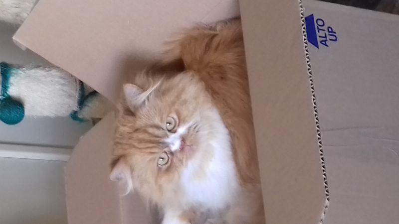 Otto