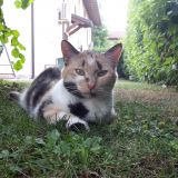 Alessia
