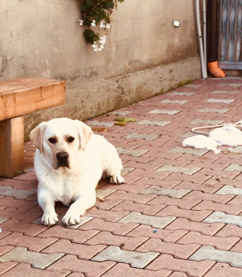 Adozione Labrador