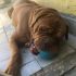 Adozione splendido Dogue de Bordeaux