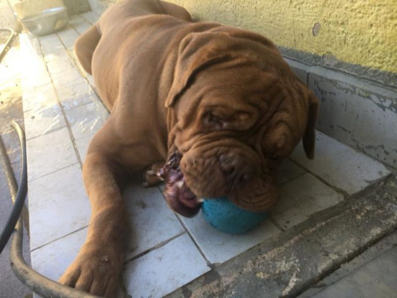 Adozione splendido Dogue de Bordeaux