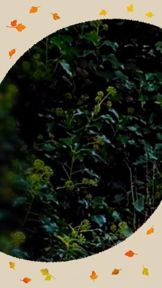 Immersione nei colori autunnali