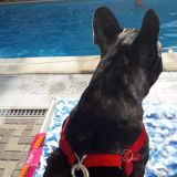 Fulmine il bullo  amore mio