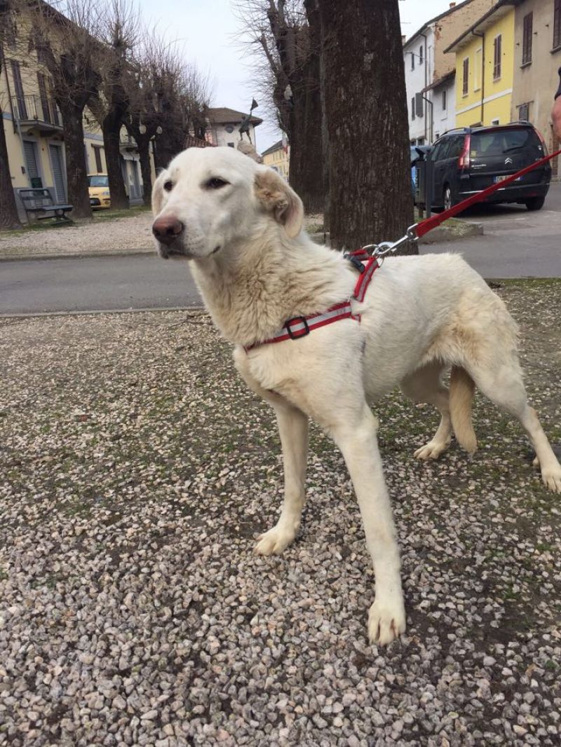 Penny 11 mesi, taglia media 28Kg, simil maremmano