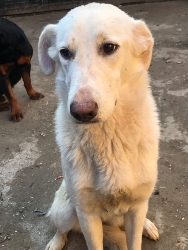 Penny, 11 mesi, taglia media 28Kg - simil maremmano cerca casa
