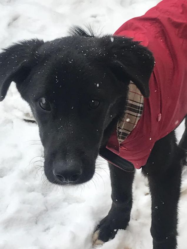Aaron, 7 mesi, taglia media 18Kg - simil border collie cerca casa
