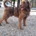 Spino Meticcio pudelpointer griffone - cerca casa