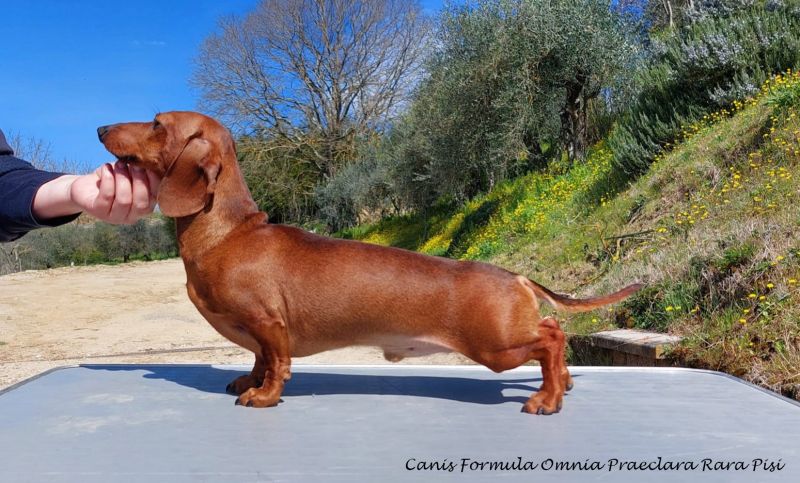  BASSOTTO KANINCHEN FULVO PELO CORTO 