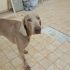 Weimaraner puro cerca famiglia