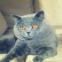 British Shorthair maschio x monta