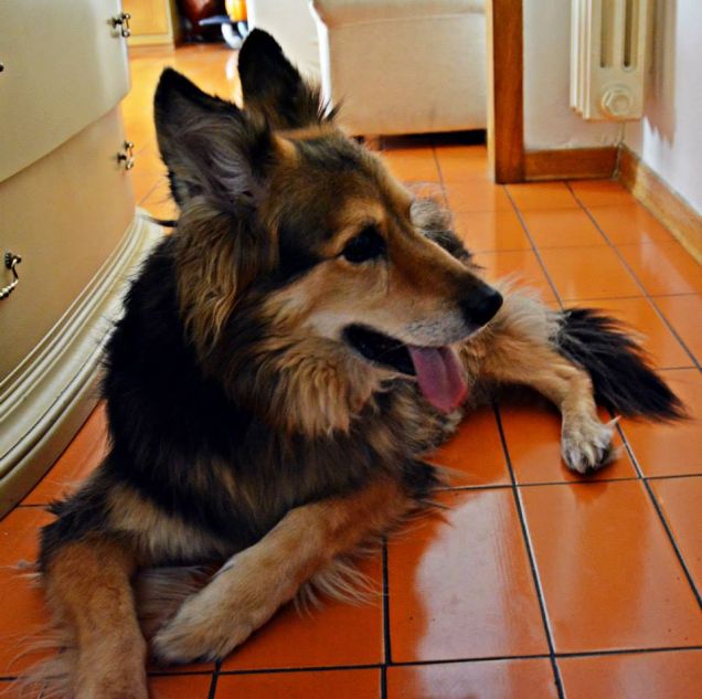 La mia cucciola fa la guardia