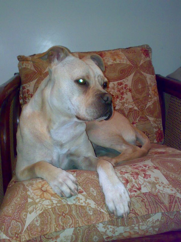 vita da Amstaff