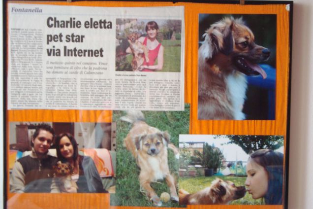 Charlie pet star