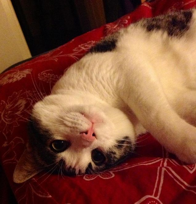 Un gattino ruffianissimo