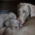 WEIMARANER ALTA GENEALOGIA