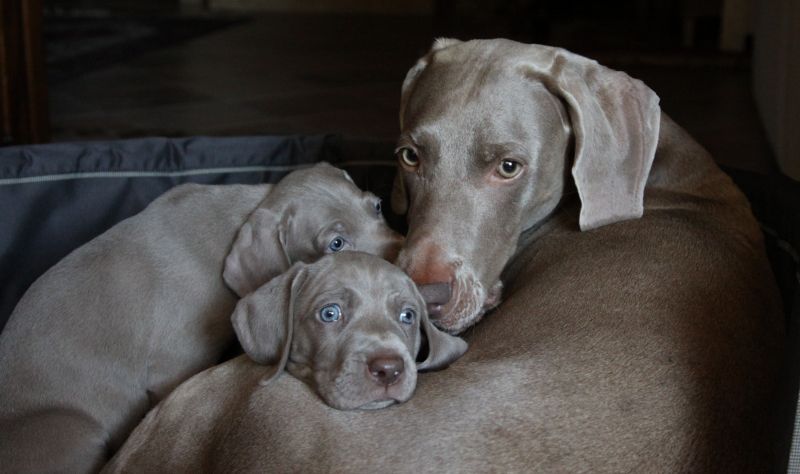 WEIMARANER ALTA GENEALOGIA