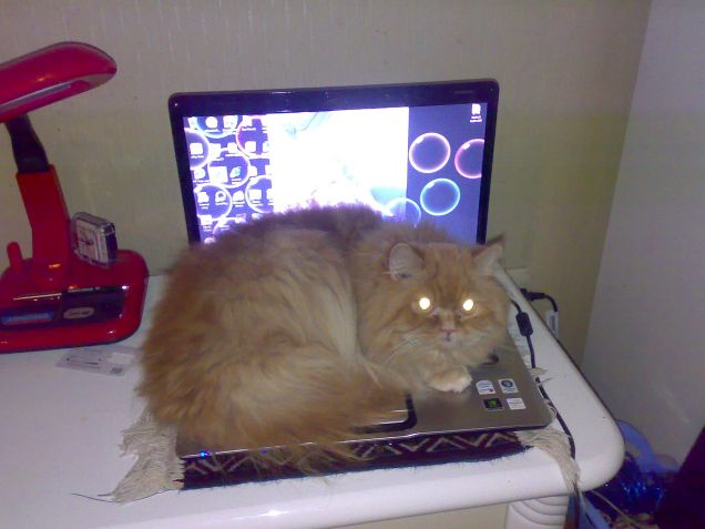 PC-Personal Cat