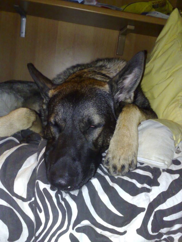 sul letto ci dormo io!