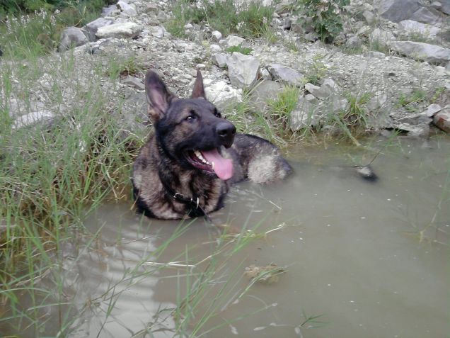 sdraiato nello stagno