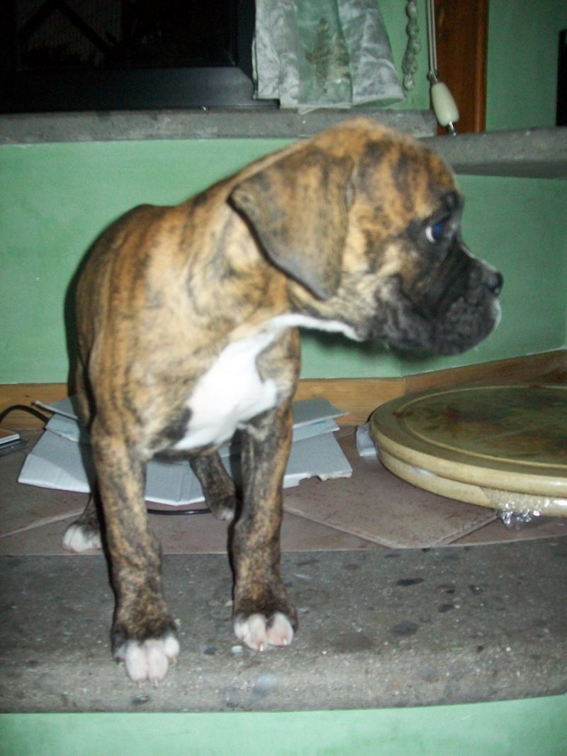 BOXER 2 CUCCIOLE