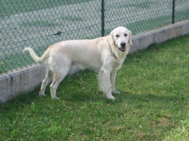 golden retriver di nome spike di katia e bry