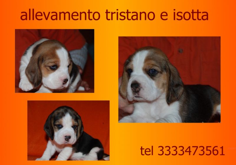 beagle tag piccola elizabeth