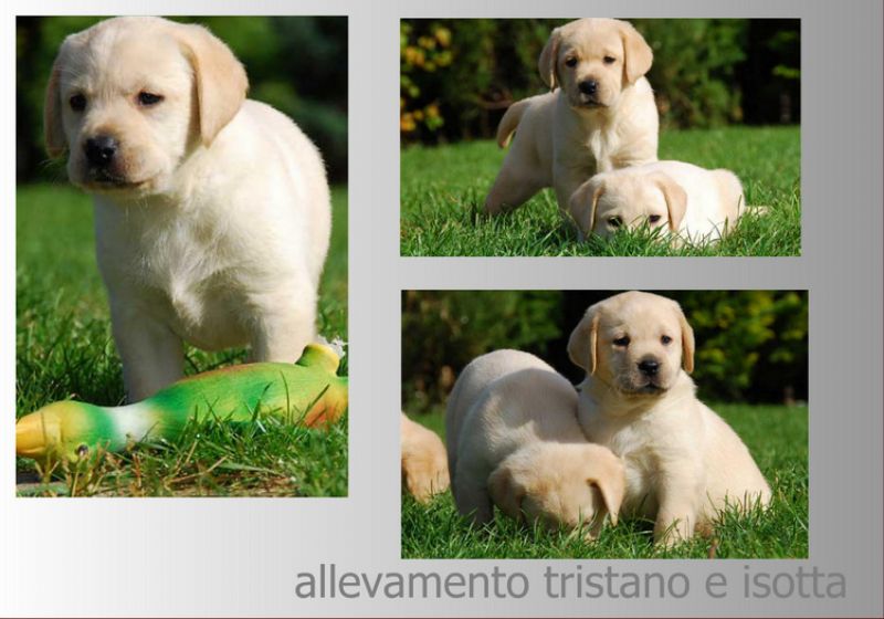 labrador cuccioli