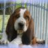 basset hound